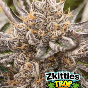 Zkittlez Trop x Wilson