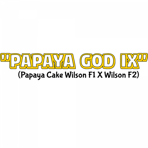 "Papaya God IX" (Papaya Cake Wilson F1 X Wilson F2)