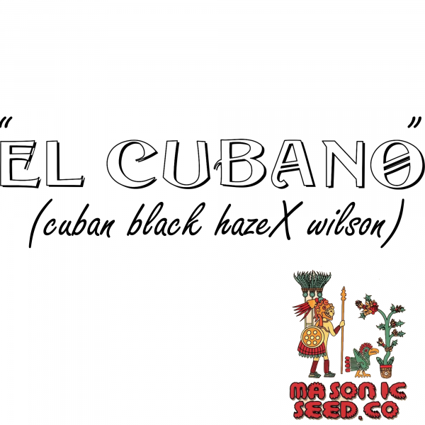 "El Cubano" (Cuban Black Haze X Wilson)