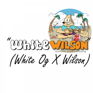 "White Wilson" ( WhiteOG X Wilson)