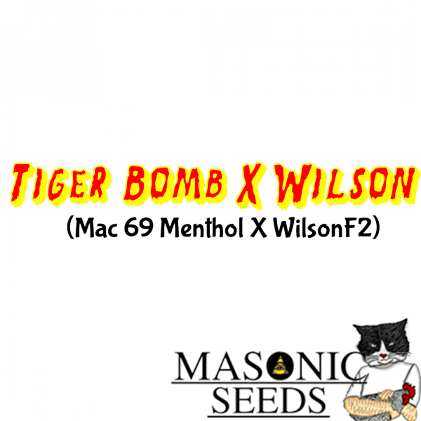 Tiger Bomb (Mac 69 Menthol) X Wilson
