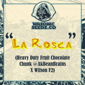 *New Seeds* "La Rosca" (Heavy Duty Fruit Chocolate Chunk X Wilson)