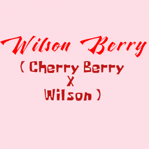 "Wilson Berry" (Cherry Berry X Wilson)