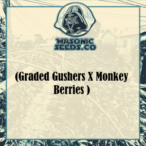 Graded Gusher X Monkey Berries