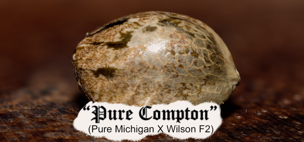 "Pure Compton" (Pure Michigan @ThugPug X Wilson)