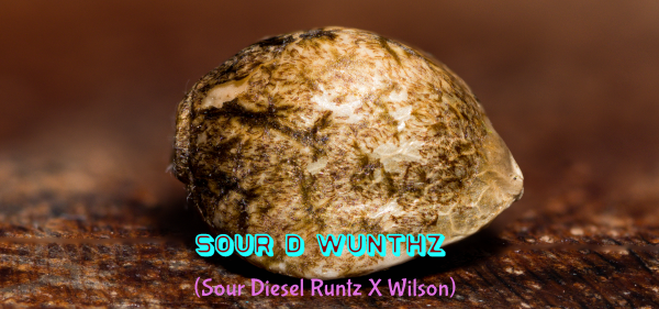 "Sour D Wunthz" (Wednesday Ray X Wilson)