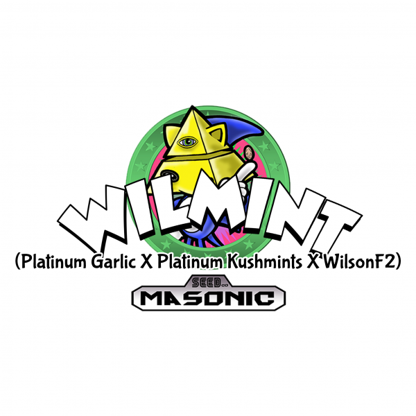 "WilMint" (Platinum Garlic X Platinum Kushmints X WilsonF2)