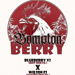"Bompton Berry" Blueberry v2 @RiotSeedCo X Wilson F2