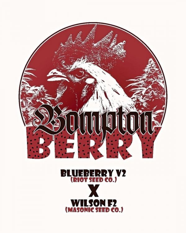 "Bompton Berry" Blueberry v2 @RiotSeedCo X Wilson F2