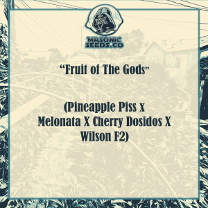 Fruit Of The Gods (Pineapple Piss X Melonata X Cherry Dosidos X Wilson F2)@GrandiFlora
