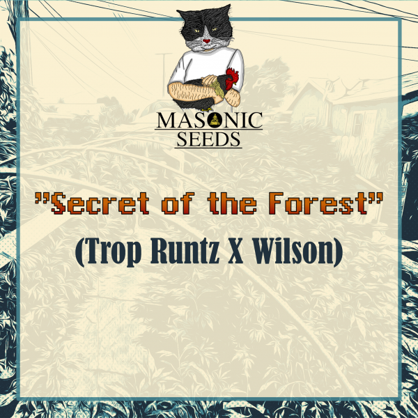 "Secret Of the Forest"  (Trop Runtz X Wilson)