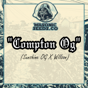 "Compton OG" (Sunshine Og X Wilson)