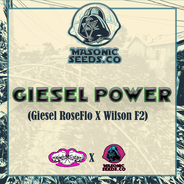 "Giesel Power" (Giesel Roseflo X WilsonF2)