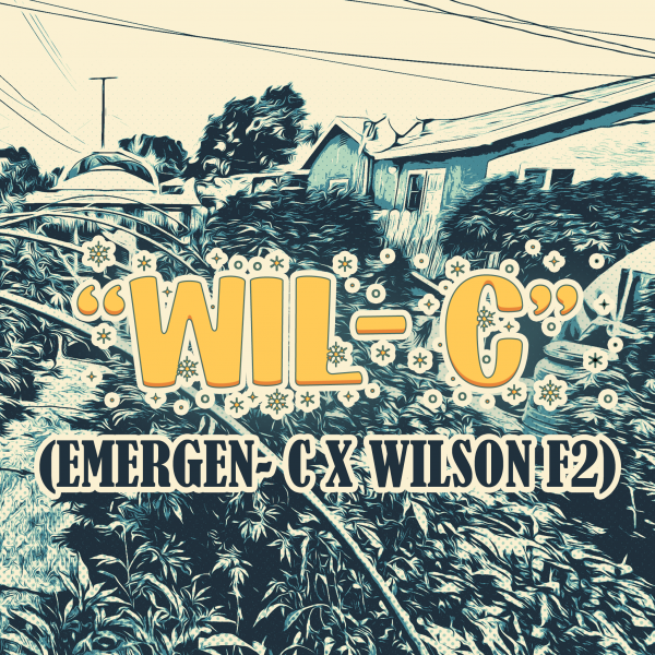 "Wil- C" (Emergen- C X Wilson F2)