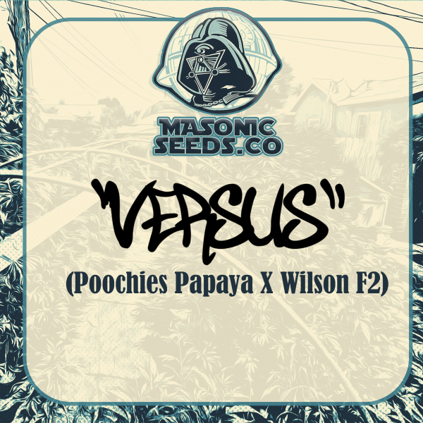 "Versus" Poochies Papaya X Wilson F2