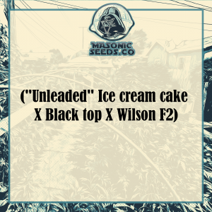 ("Unleaded" Ice cream cake X Black top @ X Wilson)