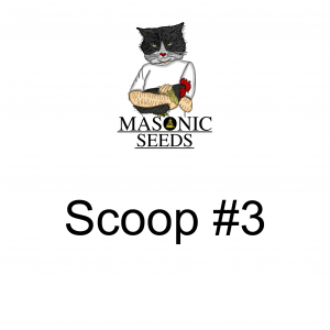 Scoop #3