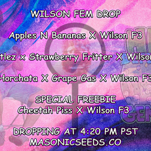 Wilson Fem Bundle #1