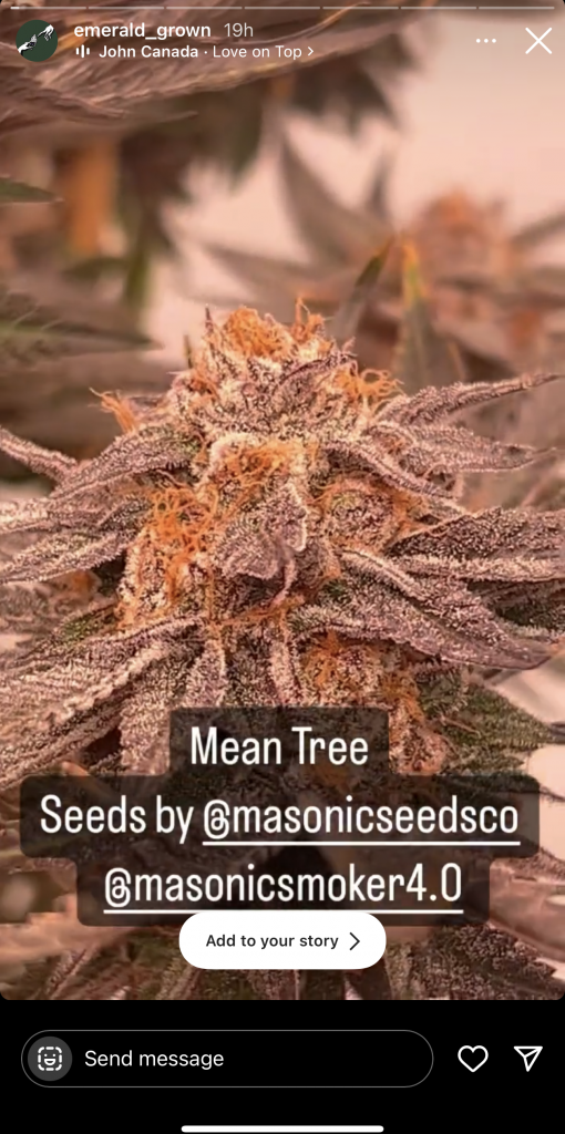 Mean Tree (Lemon Tree Mean Mug Why U Gelly NS22) - Masonic