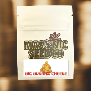 Big Buddha Cheese NS 2023 ( Sour Cheese )