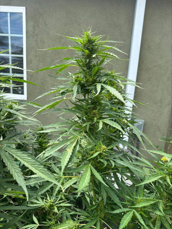 Big Buddha Cheese NS 2023 ( Sour Cheese )
