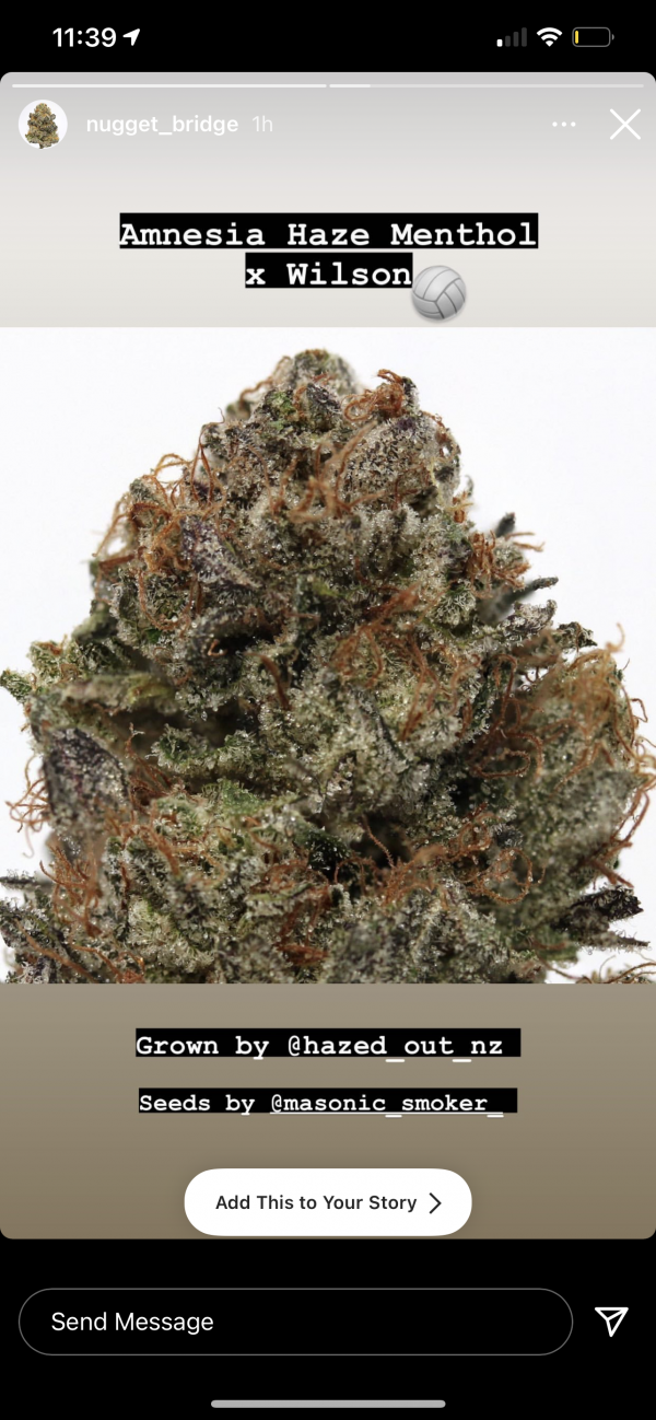 Amnesia Haze Menthol x Wilson