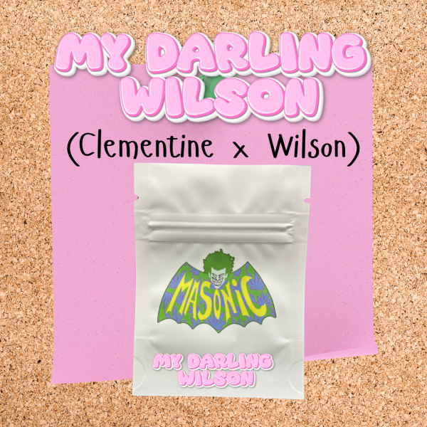 My Darling Wilson!