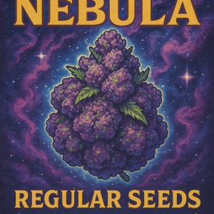 “Grape Nebula” (Dulce De Uva x Starburst)