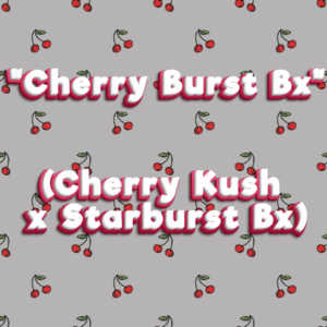 "Cherry Burst Bx"  (Cherry Kush x Starburst Bx)