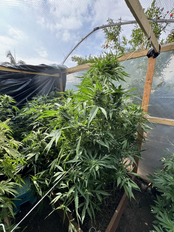 Starman (Tallymon x Starburst)