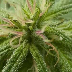 Starman (Tallymon x Starburst)