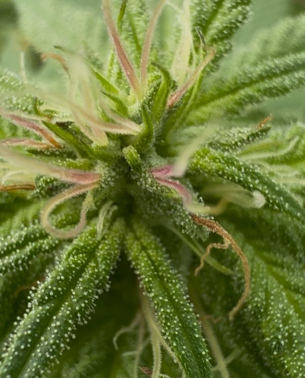 Starman (Tallymon x Starburst)