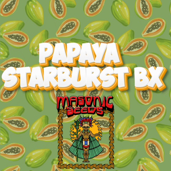 Papaya Starburst BX