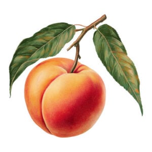 Moroccan peaches