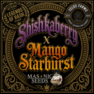 Shishkaberry x Mango Starburst