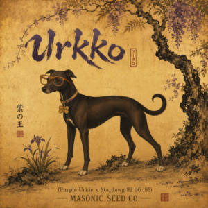 Urkko (Purple Urkle x Momotaro)