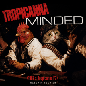 Tropicanna Minded (1987 @purplecitygenetics x Tropicanna F2)