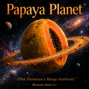 Planet Papaya (Pink Parmesan x Mango Starburst)