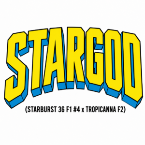 Stargod (Starburst F1 #4 x Tropicanna F2)