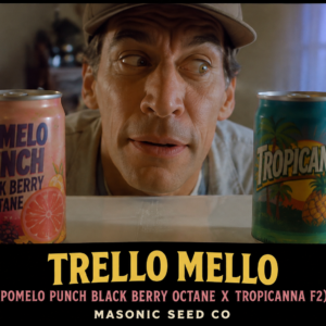 Trello Mello (Pomelo Punch Black Berry Octane x Tropicanna F2)