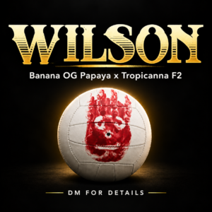 Wilson